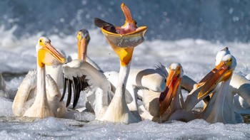 Karya April Stampe. Lokasi : Lockport, Manitoba, Kanada. Kamera : Sony Alpha 7R III dengan lensa Sony 100-400mm f/4.5-5.6 GM OSS dan 1.4x teleconverter; 1/2500 pada f/8; ISO 320. Foto: Audobon Photography Awards