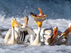 Karya Finalis Kontes Foto Burung Audobon 2022 Bikin Takjub dan Terkesima