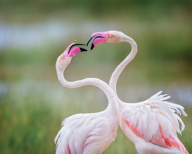 Audobon Photography Awards 2022 Audobon Photography Awards 2022