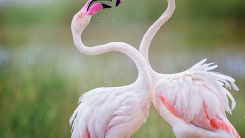 Karya Vicki Jauron. Lokasi : Taman Nasional Amboseli, Kabupaten Kajiado, Kenya. Kamera : Nikon D850 dengan lensa NIKKOR 400mm f/2.8 dan Nikon AF-S Teleconverter TC-17E; 1/1000 detik pada f/4.8; ISO 280. Foto: Audobon Photography Awards