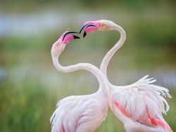 Karya Finalis Kontes Foto Burung Audobon 2022 Bikin Takjub dan Terkesima