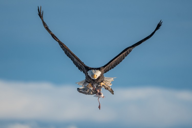 Audobon Photography Awards 2022 Audobon Photography Awards 2022