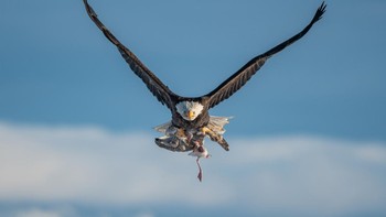Karya Kazuto Shibata. Lokasi : Bow, Washington. Kamera : Nikon D500 dengan lensa NIKKOR 500mm f/5.6E PF ED VR; 1/1600 detik pada f/5.6; ISO 160 Foto: Audobon Photography Awards