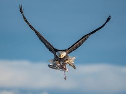 Karya Finalis Kontes Foto Burung Audobon 2022 Bikin Takjub dan Terkesima
