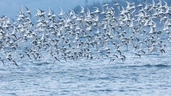 Karya John Troth.Lokasi : Point No Point County Park, Kitsap County, Washington. Kamera : Canon EOS 5D Mark IV dengan lensa Canon EF 500mm f/4L IS II USM dan Canon Extender EF 1.4x III; 1/1000 detik pada f/7.1; ISO 800. Foto: Audobon Photography Awards