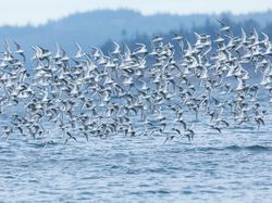 Karya Finalis Kontes Foto Burung Audobon 2022 Bikin Takjub dan Terkesima