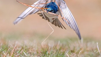 Karya Sarah Devlin. Lokasi : Harwich, Massachusetts. Kamera : Nikon D500 dengan lensa Sigma 150-600mm F/5-6.3 DG OS HSM Kontemporer; 1/2500 detik pada f/6.3; ISO 320 Foto: Audobon Photography Awards