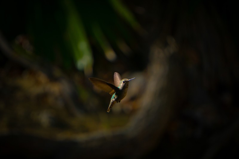 Audobon Photography Awards 2022