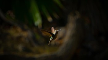 Karya Stephen Cassady. Lokasi : Taman Limekiln Canyon, Peternakan Porter, California. Kamera : Sony Alpha a6000 dengan lensa Sony E 55-210mm F/4.5-6.3 OSS; f 6.3; ISO 320. Foto: Audobon Photography Awards