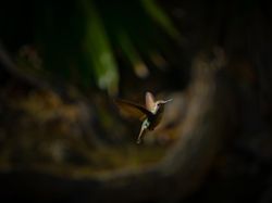 Karya Finalis Kontes Foto Burung Audobon 2022 Bikin Takjub dan Terkesima