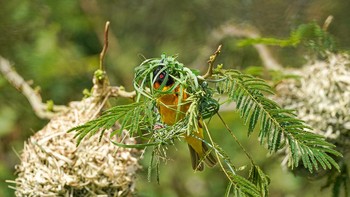 Karya Maria Khvan. Lokasi : Maasai Mara, Narok, Kenya. Kamera : Sony Alpha a9 II dengan lensa Sony FE 600mm F/4 GM OSS dan monopod; 1/8000 detik pada f/4; ISO 1250. Foto: Audobon Photography Awards
