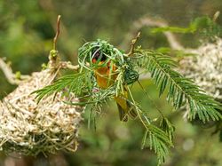 Karya Finalis Kontes Foto Burung Audobon 2022 Bikin Takjub dan Terkesima