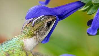 Karya Corey Raffel. Lokasi : Carborro, Carolina Utara. Kamera : Nikon D850 dengan lensa NIKKOR 500mm f/5.6E PF ED VR; 1/800 detik pada f/5.6; ISO 400 Foto: Audobon Photography Awards