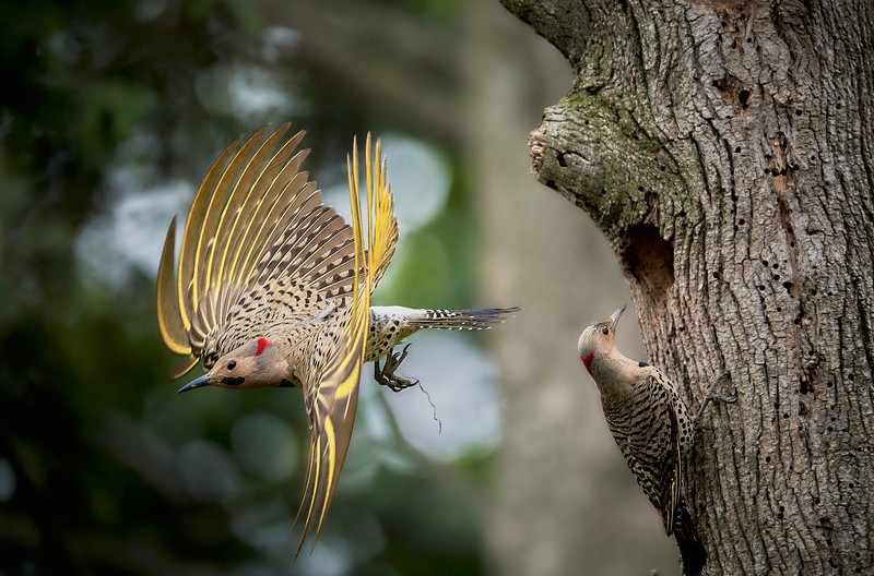 Audobon Photography Awards 2022