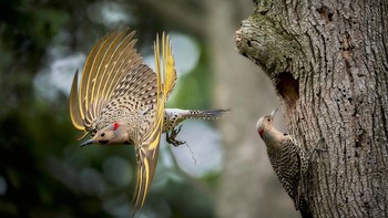 Karya Jeffrey Kauffman. Lokasi : Lancaster, Pennsylvania. Kamera : Sony Alpha 7R IV dengan lensa Sony FE 600mm F/4 GM OSS; 1/4000 detik pada f/4; ISO 6400. Foto: Audobon Photography Awards