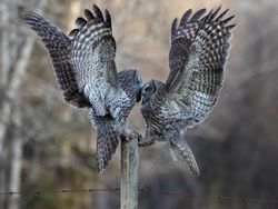 Karya Finalis Kontes Foto Burung Audobon 2022 Bikin Takjub dan Terkesima
