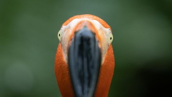 Karya Brynna Cooke. Lokasi : Konservatori Kupu-Kupu & Alam Key West, Key West, Florida. Kamera : Canon EOS 90D dengan lensa Canon EF 100-400mm f/4.5-5.6L IS II USM; 1/800 detik pada f/5.6; ISO 2500. Foto: Audobon Photography Awards