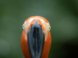 Karya Finalis Kontes Foto Burung Audobon 2022 Bikin Takjub dan Terkesima