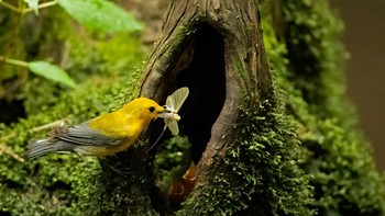 Karya Don Wuori. Lokasi : Audubon Beidler Forest Center and Sanctuary, Harleyville, Carolina Selatan. Kamera : Nikon D5 dengan lensa NIKKOR 600mm f/4E FL ED VR dan Nikon AF-S Teleconverter TC-14E; 1/2500 detik pada f/5.6; ISO 51.200. Foto: Audobon Photography Awards