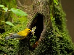 Karya Finalis Kontes Foto Burung Audobon 2022 Bikin Takjub dan Terkesima