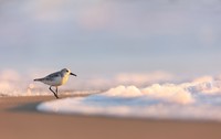 Audobon Photography Awards 2022