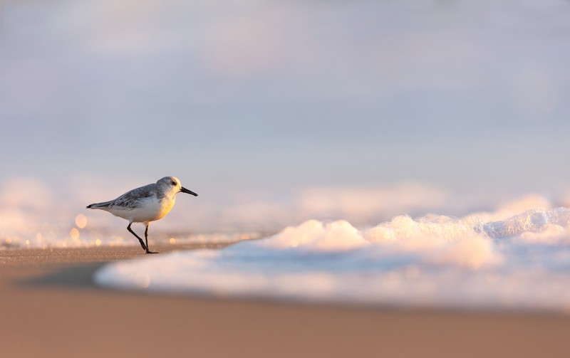 Audobon Photography Awards 2022