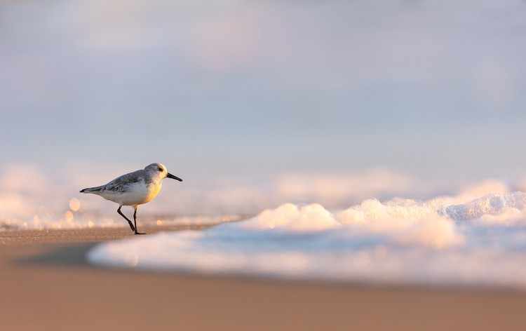 Audobon Photography Awards 2022 Audobon Photography Awards 2022
