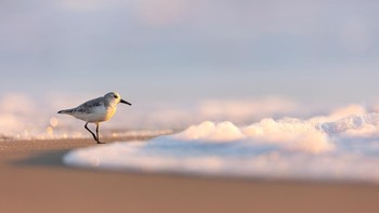 Karya Jeremy Rehm. Lokasi : Suaka Margasatwa Nasional Chincoteague, Chincoteague, Virginia. Kamera : Canon EOS R6 dengan lensa Canon EF 500mm f/4L IS II USM dan Canon Mount Adapter EF-EOS R; 1/800 detik pada f/4; ISO 400. Foto: Audobon Photography Awards