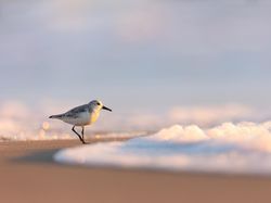 Karya Finalis Kontes Foto Burung Audobon 2022 Bikin Takjub dan Terkesima