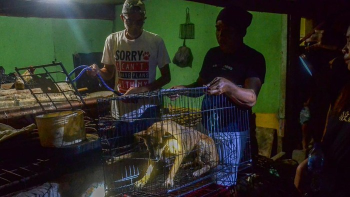 Proses evakuasi anjing yang akan dijagal di salah satu rumah di Pekanbaru, Riau. Istimewa