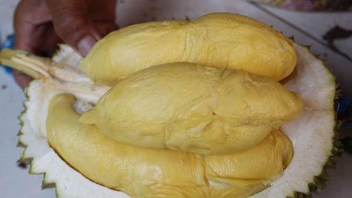 Rahasia di Balik Pancake Durian Medan yang Bikin Semua Orang Ketagihan!