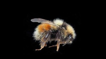 Meskipun ada lebih dari 25.000 spesies, semua lebah memiliki kecerdasan yang luar biasa. Mereka bisa menghitung, belajar, menggunakan alat, berkomunikasi dengan tarian, dan bahkan menunjukkan emosi. Kecerdasan lebah menjadikan mereka salah satu serangga terpintar di dunia. Foto: Pierre Rasmont via Phys