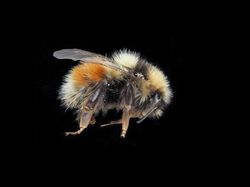 10 Hewan Terpintar di Dunia, Ada yang Tak Terduga