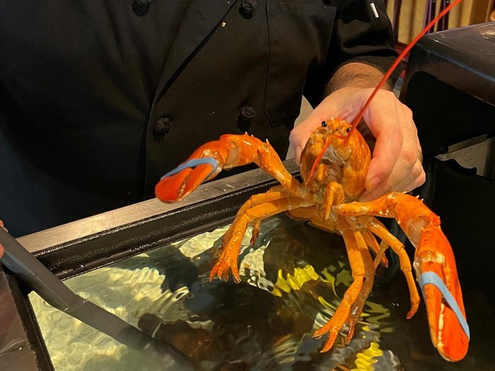 Lobster Oranye Langka Ini Nyaris Dimasak oleh Restoran Seafood