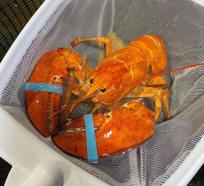 Lobster Oranye Langka Ini Nyaris Dimasak oleh Restoran Seafood