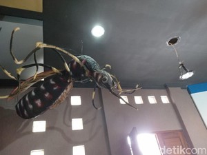 Mengintip Nyamuk Raksasa di Pangandaran