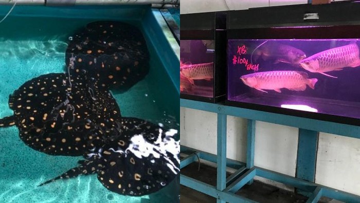 Peternakan Ikan Ini Tutup, Ikan Pari hingga Arwana Dijual Murah Rp 1 Jutaan Saja!