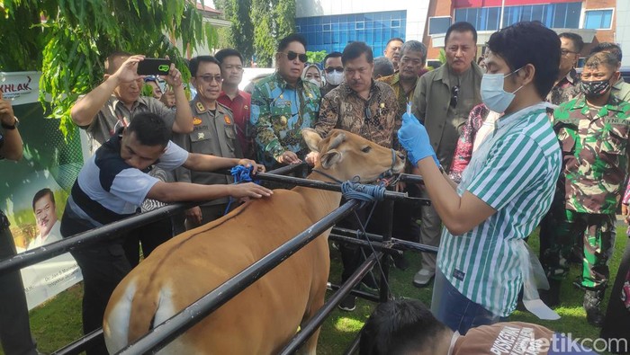 Sapi ternak di Sulsel mulai menerima suntikan vaksin.