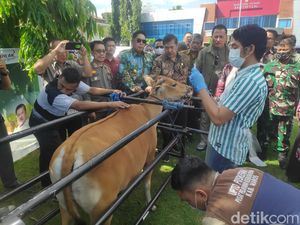 Kementan Minta Sapi Positif PMK di Sulsel Dipotong Paksa Jika Tak Sembuh