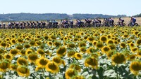 Peloton pebalap melintasi ladang bunga matahari siap panen pada etape 15 TDF 2022 di Carcassonne, Prancis, Minggu (17/7/2022). Hasil Etape 15 TDF merupakan penutup balapan pekan kedua. Balapan akan istirahat satu hari, Senin (18/6/2022) dan akan dilanjutkan Selasa (19/6/2022).  (Alex Broadway/Getty Images)