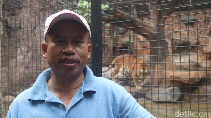 Usup Supriatna, pawang hewan buas Kebun Binatang Bandung.