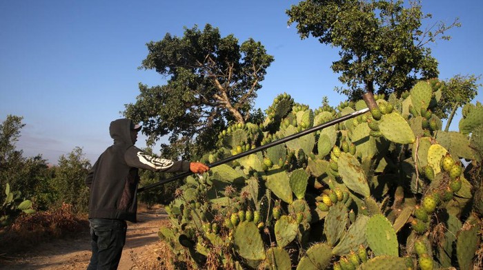 A Palestinian farmer picks prickly pears off cacti during the harvest season at a farm in Gaza City on July 17, 2022.
 (Photo by Majdi Fathi/NurPhoto via Getty Images)