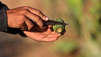 Dinamakan prickly pear dikarenakan bentuknya lonjong mirip dengan buah pir.