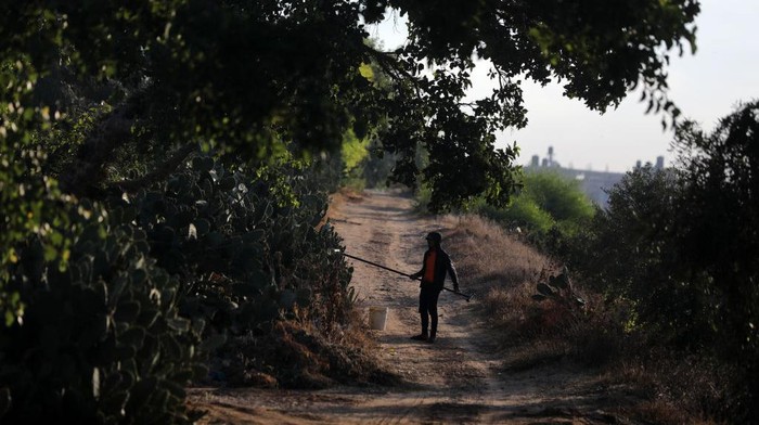 A Palestinian farmer picks prickly pears off cacti during the harvest season at a farm in Gaza City on July 17, 2022.
 (Photo by Majdi Fathi/NurPhoto via Getty Images)
