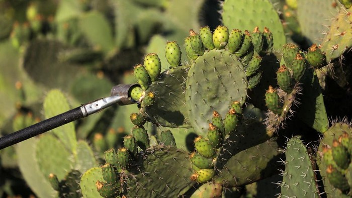 1241951095 A Palestinian farmer picks prickly pears off cacti during the harvest season at a farm in Gaza City on July 17, 2022.
(Photo by Majdi Fathi/NurPhoto via Getty Images)