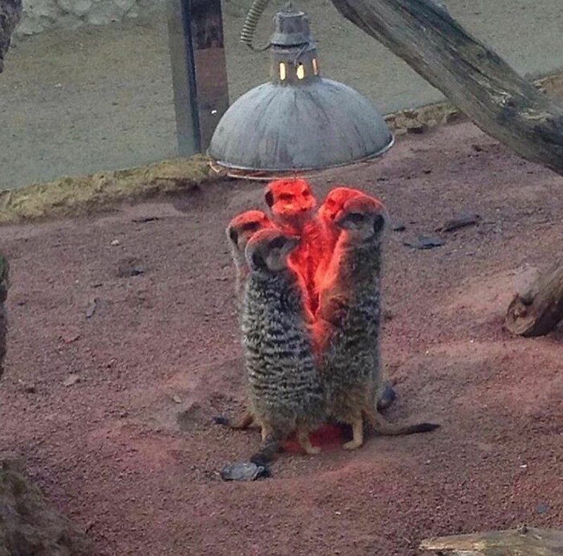 Aksi unik hewan terekam kamera