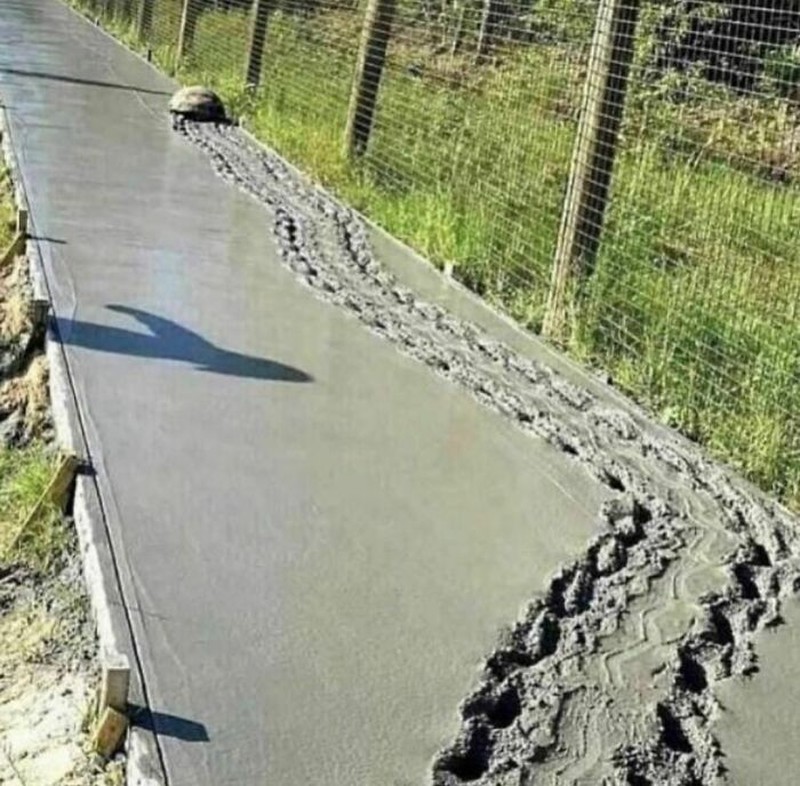 Aksi unik hewan terekam kamera