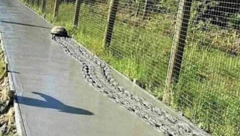 Yuk jalan terus. Foto: Instagram.com/thesnuggleisrl