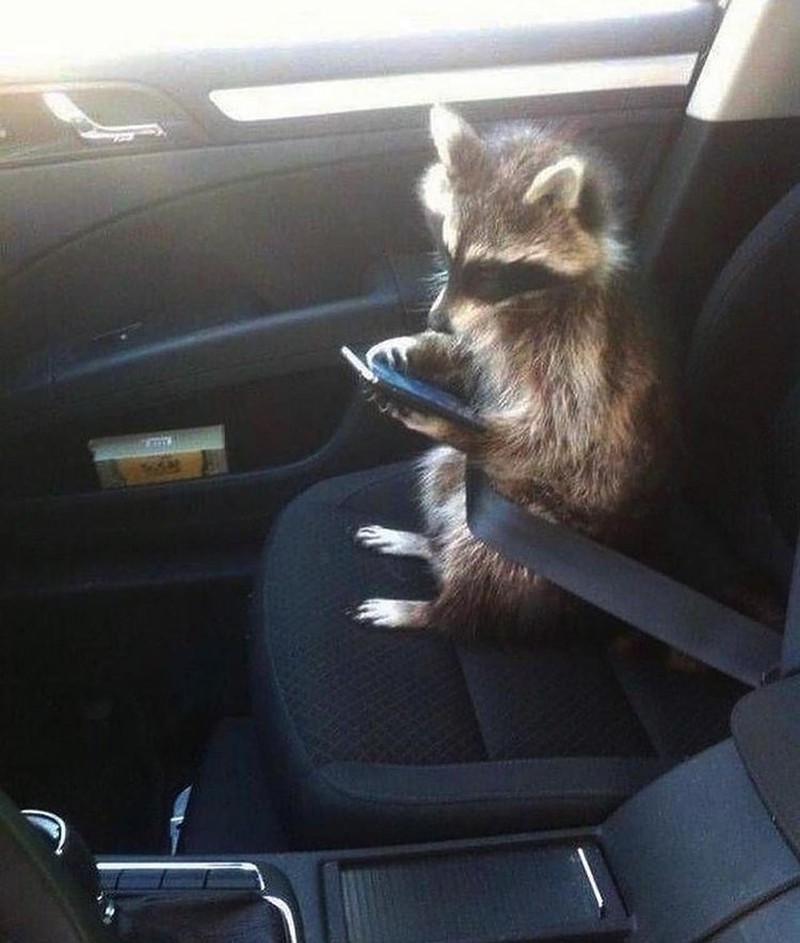 Aksi unik hewan terekam kamera