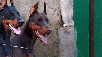 Mengumpet. Foto: Instagram.com/thesnuggleisrl